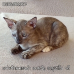 Cute Cat4