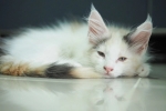 Cute Cat3