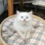 Cute Cat2