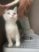 Cute Cat1