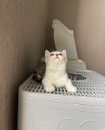 Cute Cat10