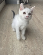 Cute Cat9