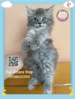 Cute Cat5