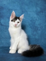 Cute Cat7