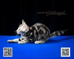 Cute Cat6