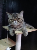 Cute Cat5
