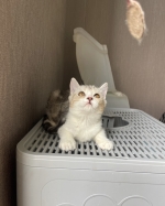 Cute Cat3