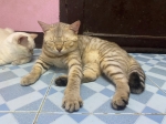 Cute Cat2