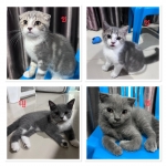 Cute Cat1