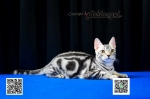 Cute Cat10
