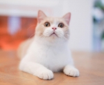 Cute Cat9