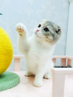 Cute Cat8