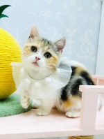 Cute Cat7