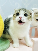Cute Cat6