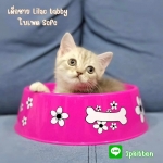 Cute Cat5