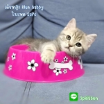 Cute Cat4