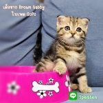 Cute Cat3