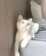 Cute Cat1