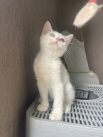 Cute Cat10