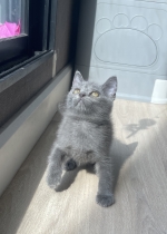 Cute Cat8