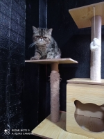 Cute Cat7