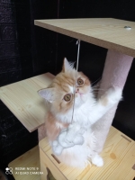 Cute Cat6