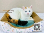 Cute Cat5