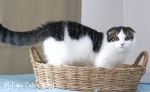Cute Cat3