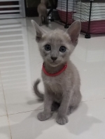 Cute Cat2