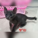 Cute Cat1
