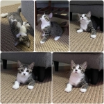Cute Cat10