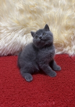 Cute Cat9