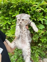 Cute Cat7