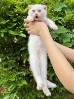 Cute Cat6