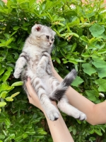 Cute Cat5