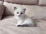 Cute Cat3