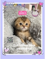 Cute Cat2