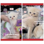 Cute Cat6