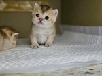 Cute Cat1