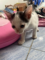 Cute Cat10