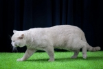 Cute Cat9