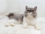 Cute Cat8