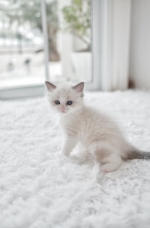 Cute Cat7