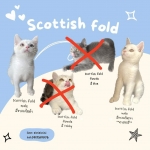 Cute Cat6