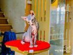 Cute Cat4