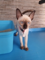 Cute Cat3