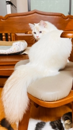 Cute Cat10