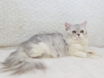 Cute Cat9