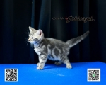 Cute Cat7