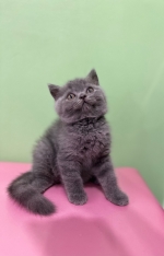 Cute Cat6